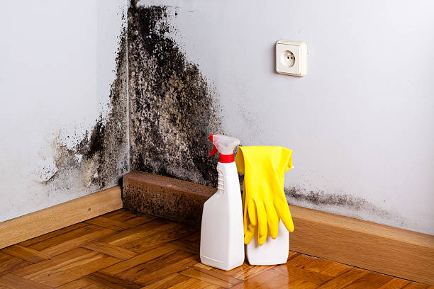Best DIY Mold Remediation Support Services in Dubois, PA